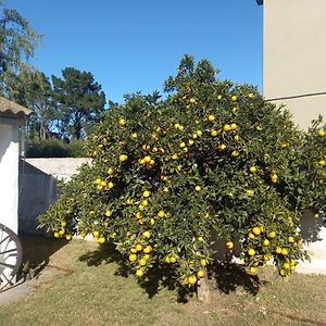 The Orange Tree